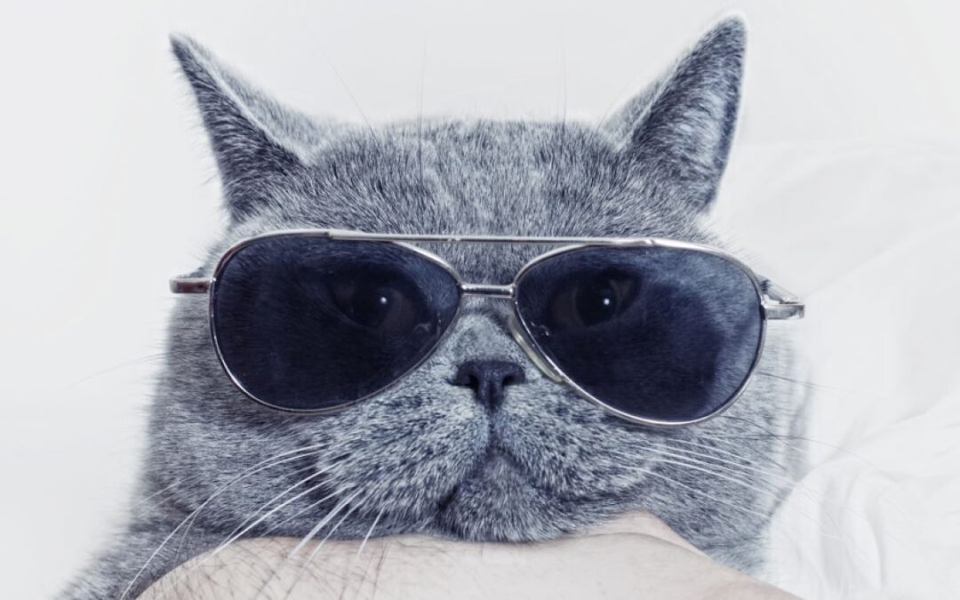 What Causes a Cat Allergy?