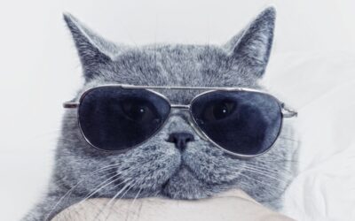 What Causes a Cat Allergy?